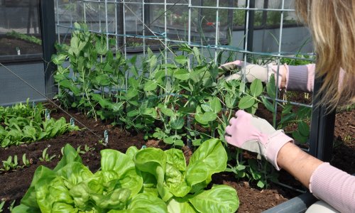 Hvad kan man dyrke i drivhus om vinteren?