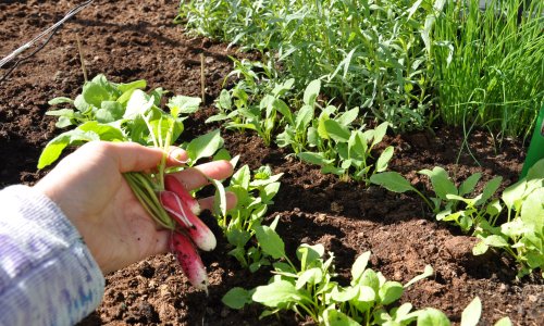 Sdan skaber du en zenhave derhjemme