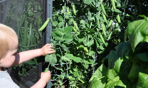 This year's run with GrowCamp's covered raised beds