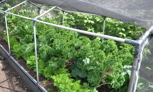 Samplantningsstrategier