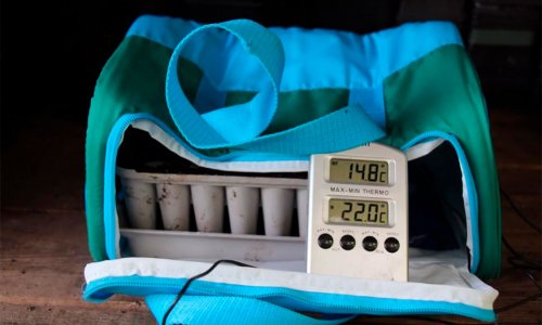 Germination of lettuce in the summer heat