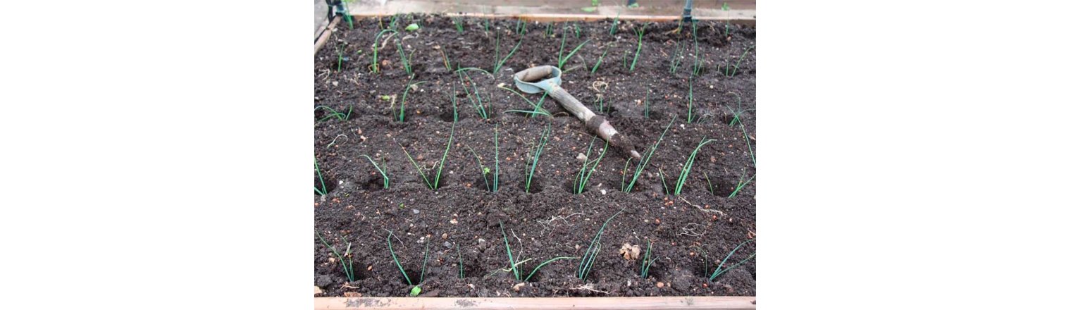 Planting leeks takes the time it takes