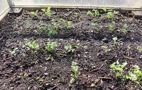 Overwintering carrots