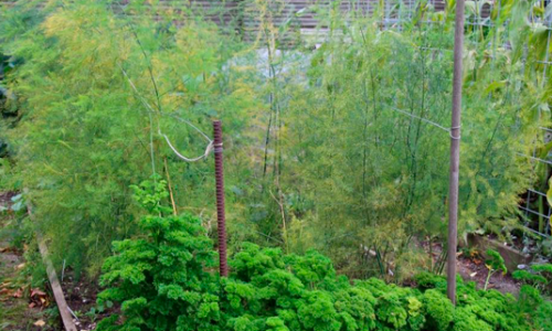 The asparagus beetle