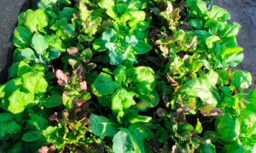 Room for beets, spinach and broccolini.