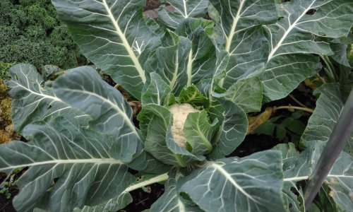 Pleje af stauder vs. et�rige planter