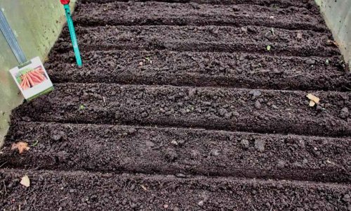 Carrots for overwintering