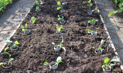 Protection against budworms