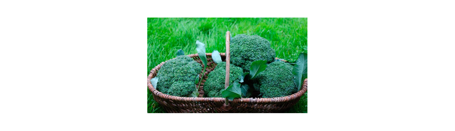 Broccoli as a second crop