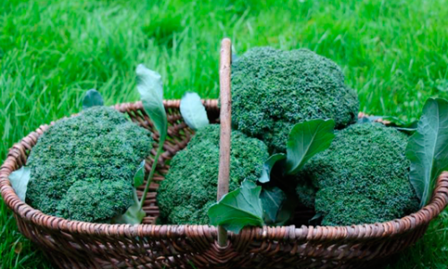 Broccoli as a second crop