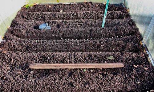 Abundance of lettuce