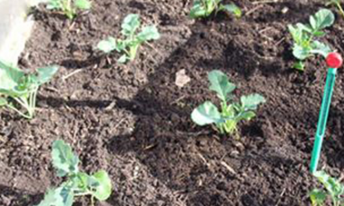 Overwintering broccoli