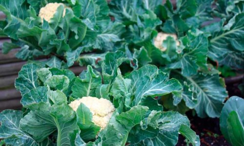 Defiant cauliflower for early spring harvest
