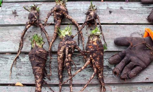 Parsley root