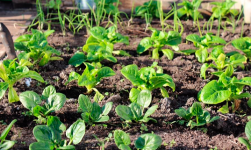 Sowing of the overwintering in September