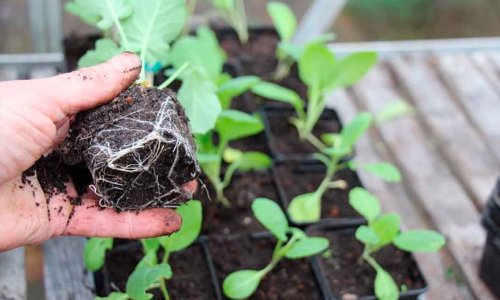 Repotting cabbage in November