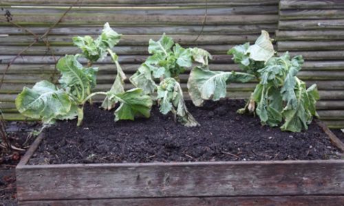 Reconstruction of the kitchen garden