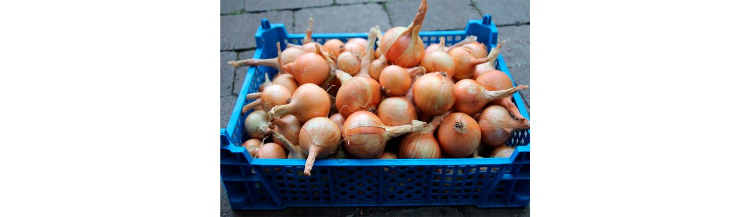 Drying onions in moist autumn