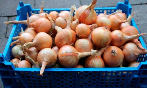 Drying onions in moist autumn