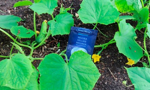 Cucumber and spider mites