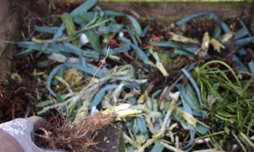 Cabbage sticks turn into compost