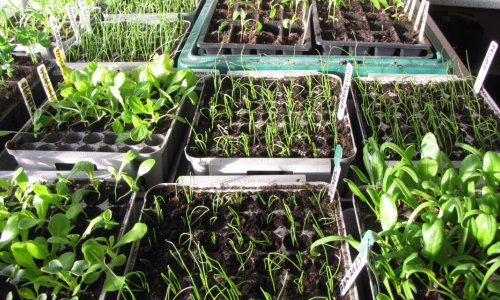 Garden calender off Peter Norris 2020