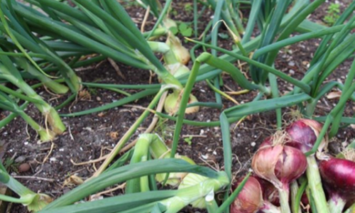 Overwintering bulbs