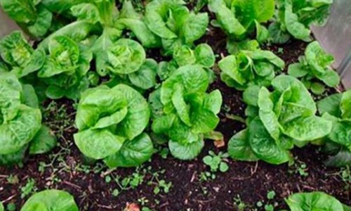 Experiences with salad in the winter