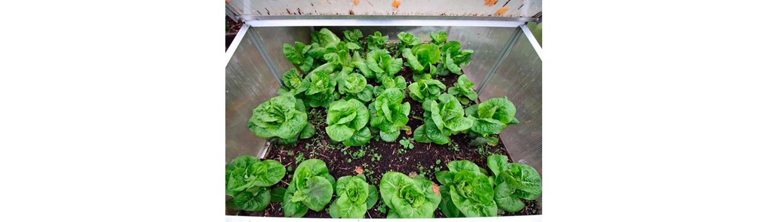 Experiences with salad in the winter