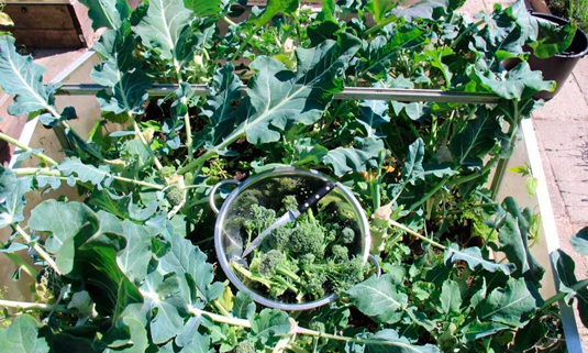 Overwintered broccoli