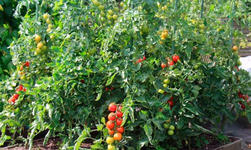Free-range tomatoes without mold
