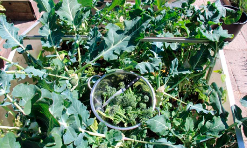 Overwintered broccoli