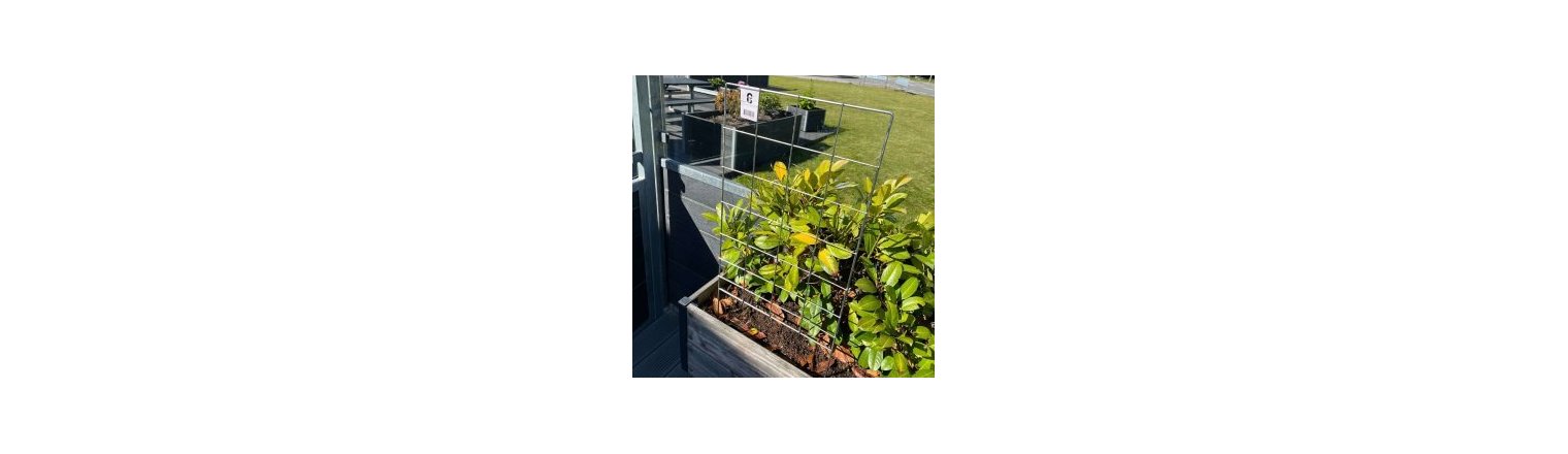 Espalier den perfekte l�sning til klatreplanter