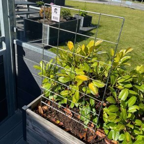 Espalier den perfekte l�sning til klatreplanter