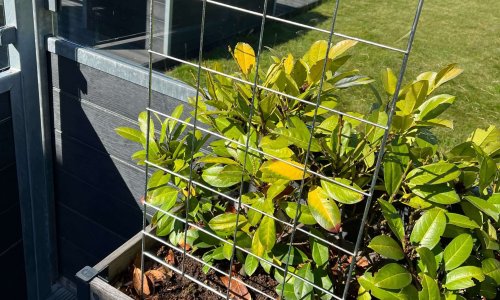 Opdag Fordelene ved Espalier i GrowCamps