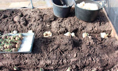 Early potatoes are laid