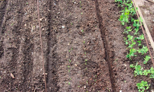 Peas were seen in several batches