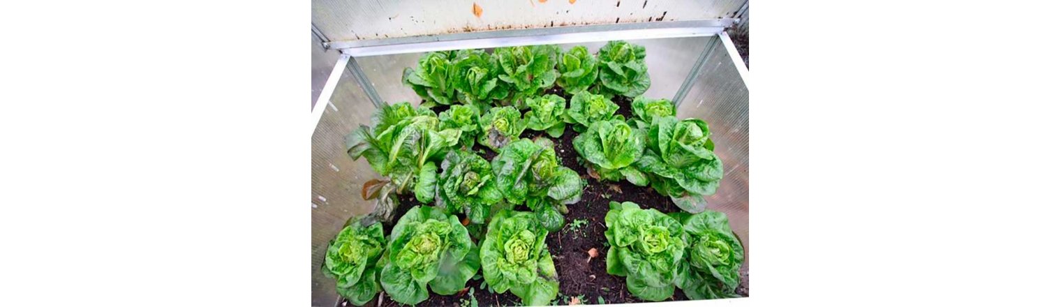 Experiences with salad in the winter