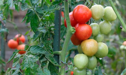 Autumn tomatoes
