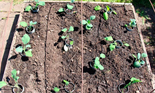 The intensive cabbage bed