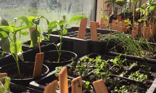 First attempt at germination