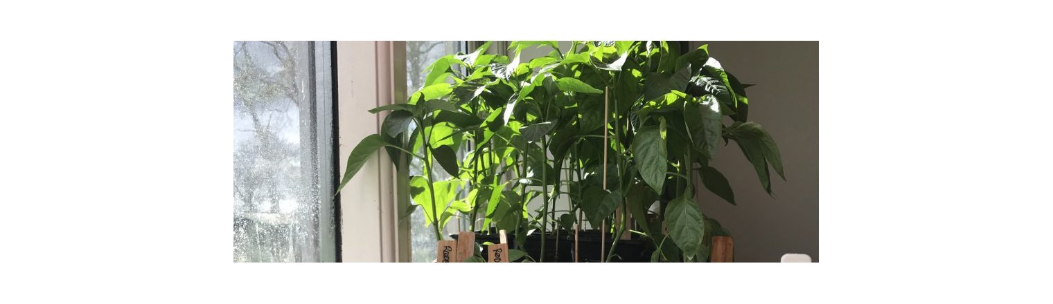 Strong and lush chili plants