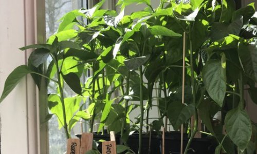 Strong and lush chili plants