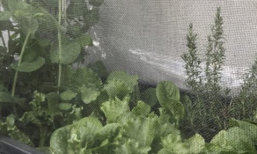 Pallet frame vs. GrowCamp