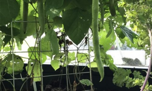 Beans that go on and on