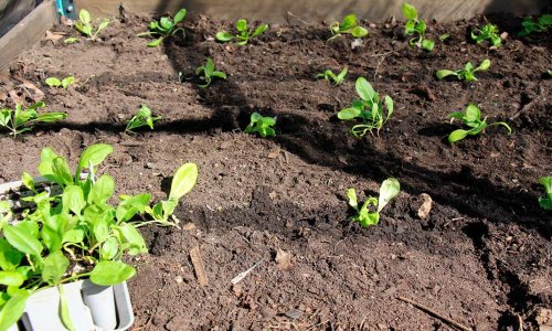 A little green for the salad bowl