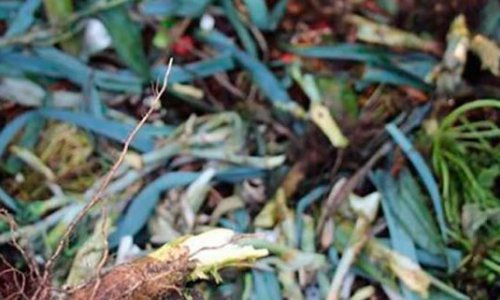 Composting of cabbage sticks