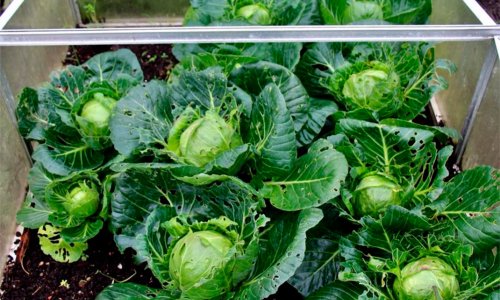 Mini-white cabbage as 2nd crop