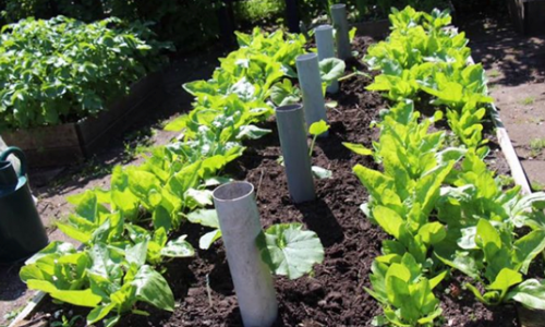 Help with watering courgettes