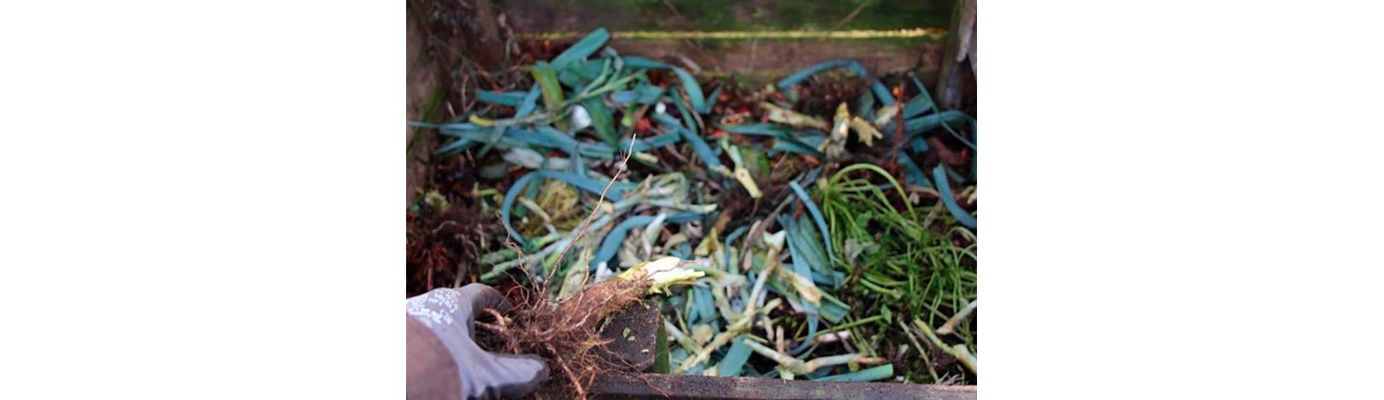 Composting of cabbage sticks